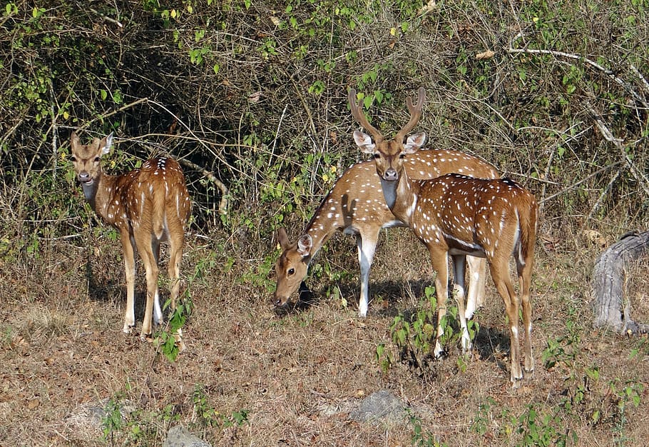 spotted deer, chital, axis axis, deer, wildlife, mammal, wild, animal, spotted, india
