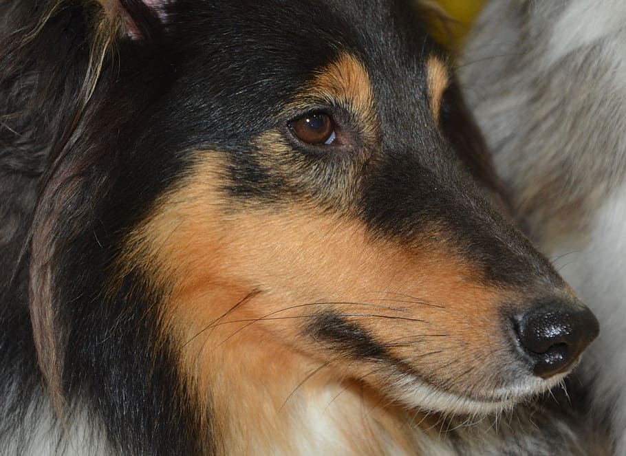 dog, shetland sheepdog, portrait, eyes muzzle nose dog, dog me love, the long muzzle end, color tri-color, profile dog, canine, mammal