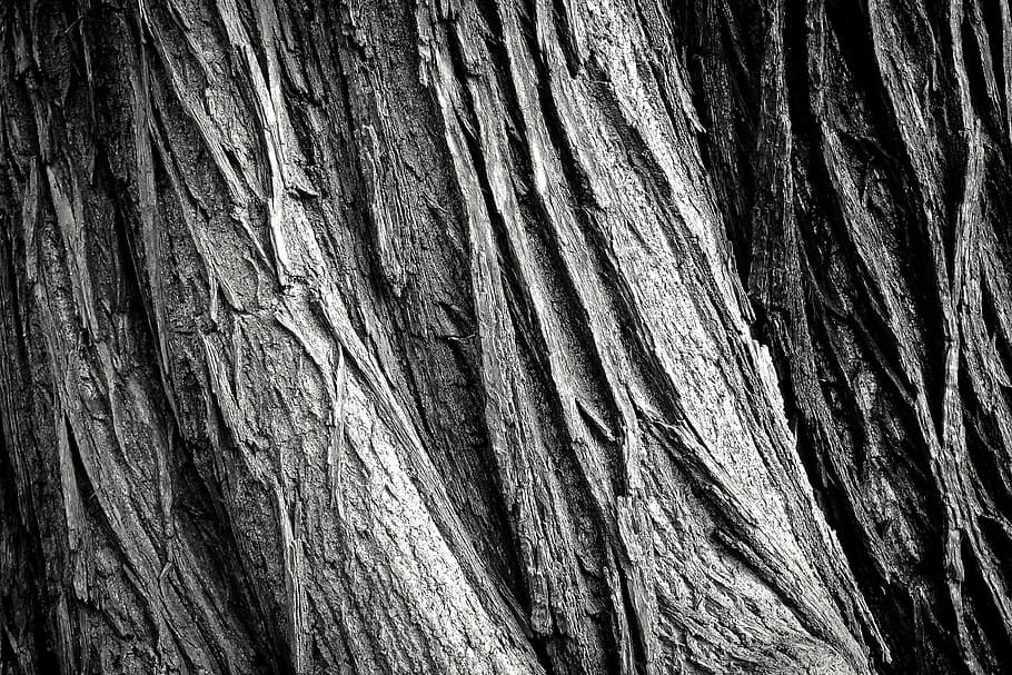 closeup, foto, abu-abu, batang pohon, pohon, kulit pohon, log, alam, suku, kayu