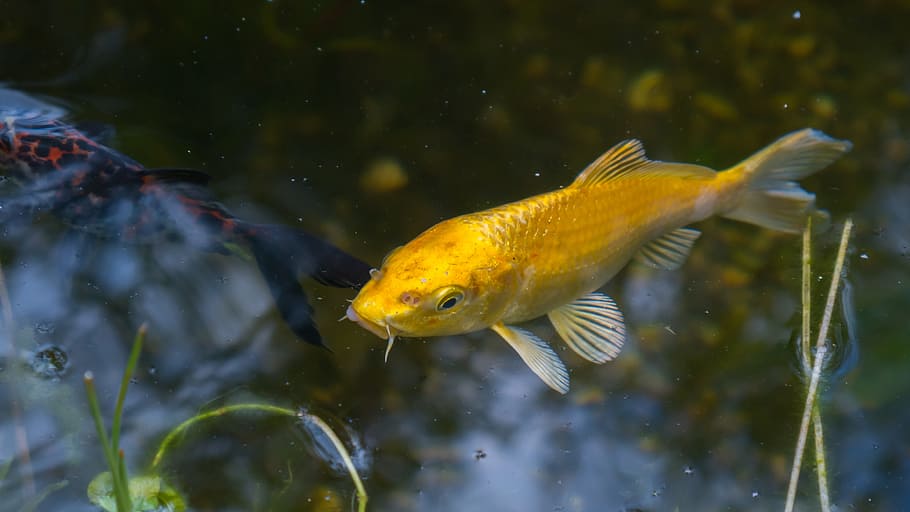 yellow koi fish, yellow, koi fish, koi, fish, pond, water, japanese, water surface, mirroring