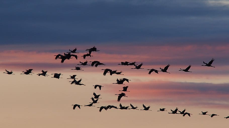 black, birds, midair, cranes, sunset, migratory birds, sky, animal themes, group of animals, animal