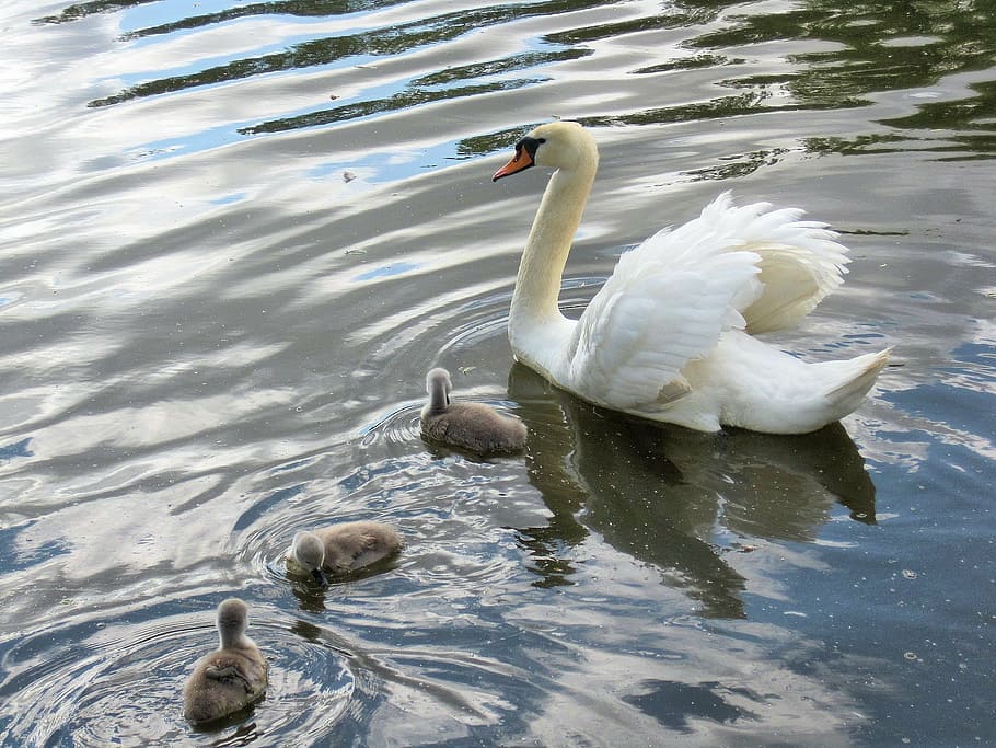 swan, baby signets, river, waterfowl, bird, animals in the wild, animal themes, animal wildlife, lake, animal