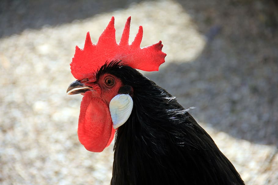 black, red, roster close-up photo, animal, bird, geglügel, hahn, rooster, cockerel, farm