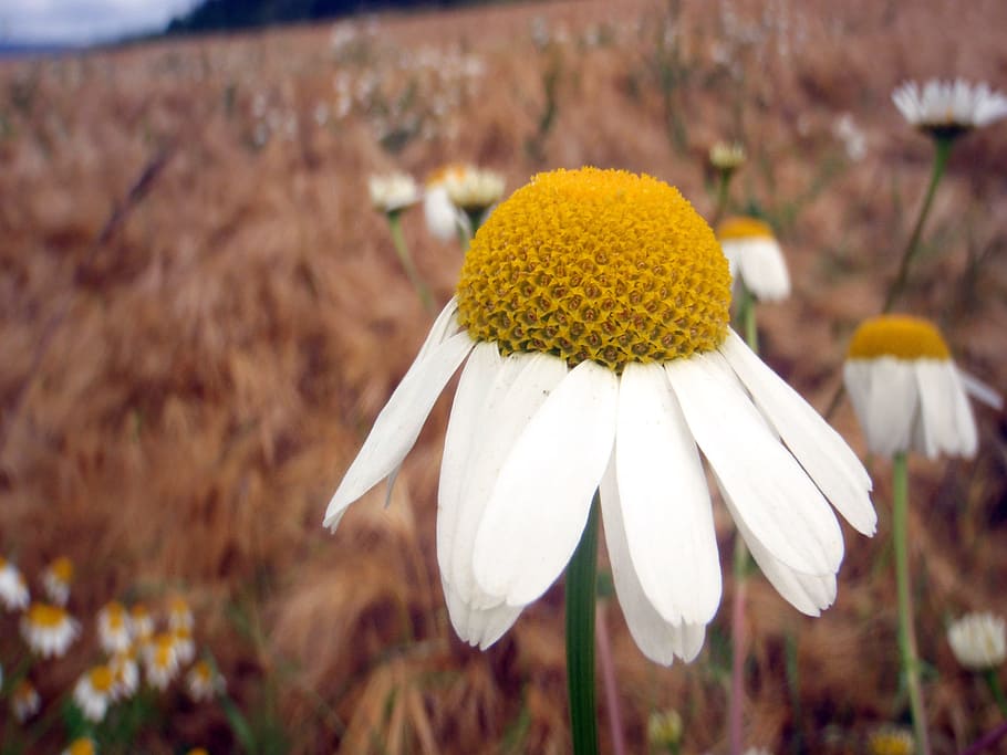 chamomile, flower, field, blossom, bloom, composites, white, plant, flowering plant, close-up