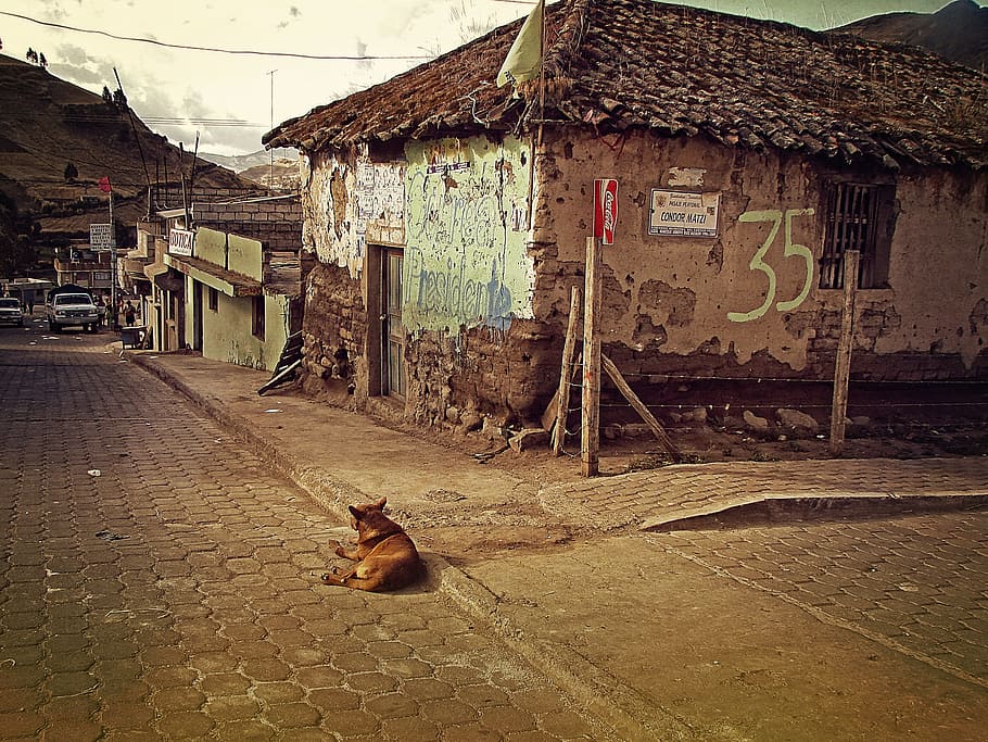 dog, sits, floor, house, ecuador, zimbaua, village, lonely, alone, stray