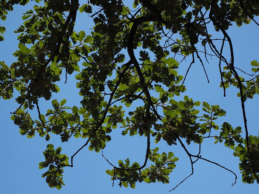 Roble, hojas, estética, ramas, hojas de roble, árbol, roble esponjoso, quercus pubescens willd, quercus lanuginosa, quercu