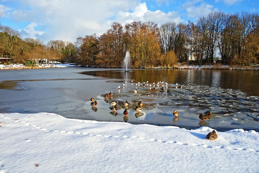 ducks, birds, pond, frozen, ice, snow, winter, ducks on ice, park, landscape