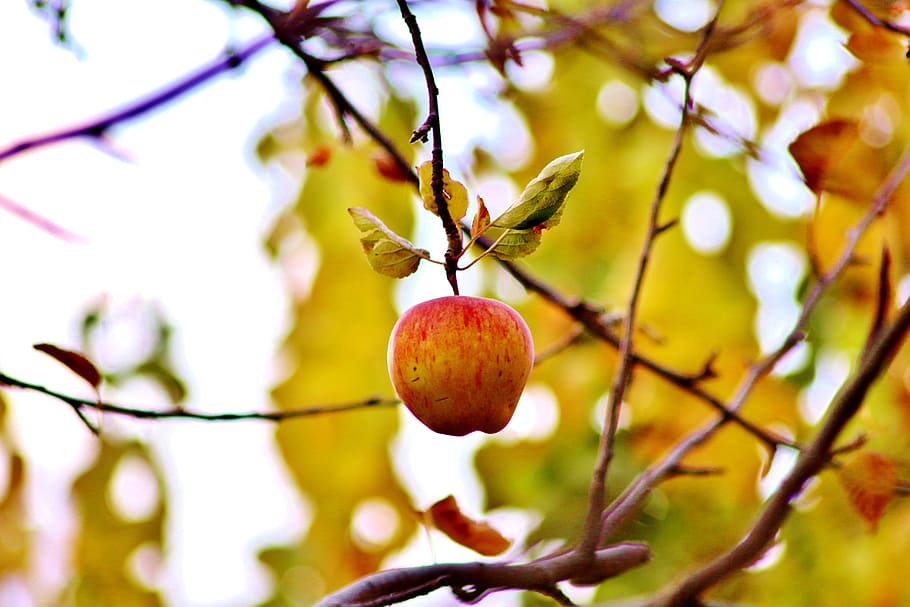 Задача осенью с яблонь сняли яблоки