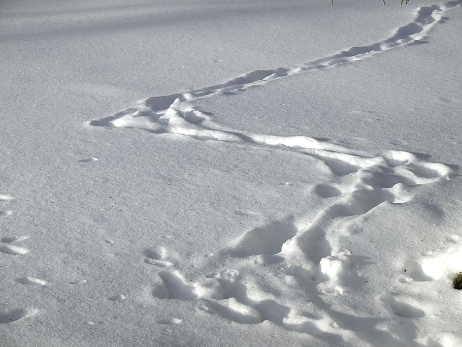 snowy, winter, ground, floor, land, tracks, marks, white, zing, frozen