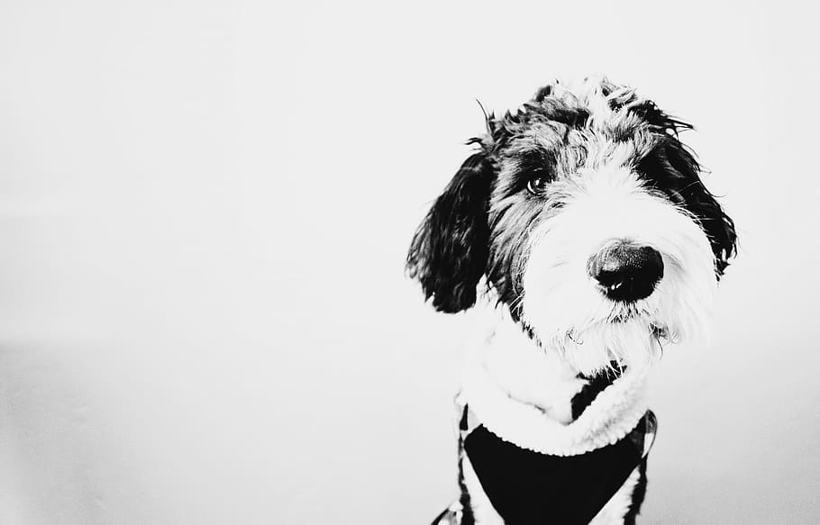 long-coated, white, black, dog painting close-up photo, dog, puppy, animal, black and white, monochrome, fur