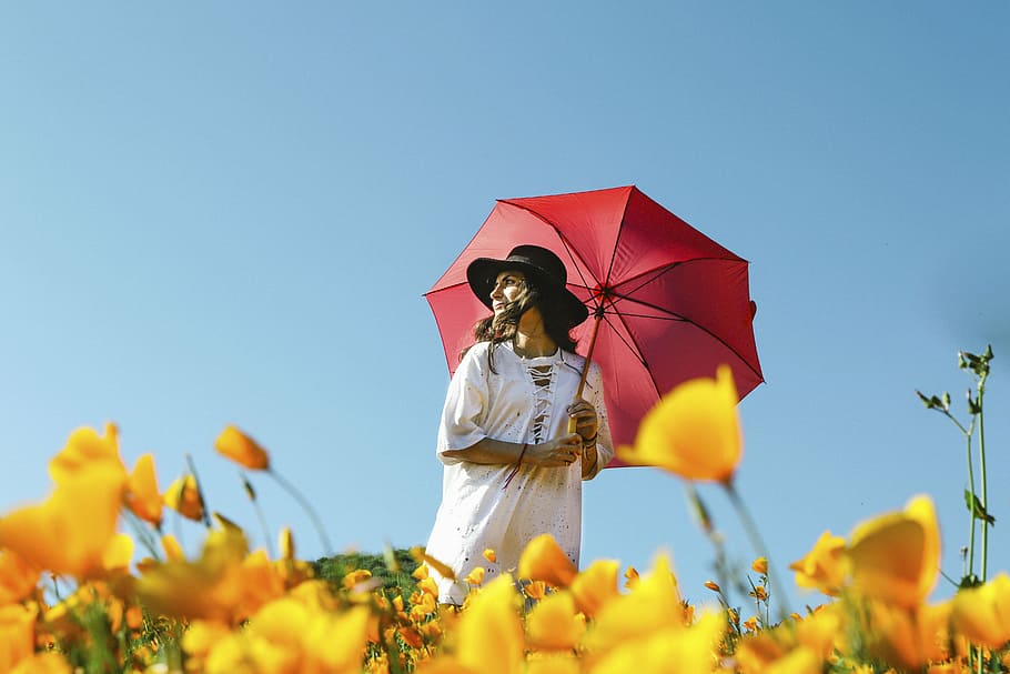 mulher, em pé, amarelo, flores com pétalas, exploração, guarda chuva, dia, flor, pétala, jardim