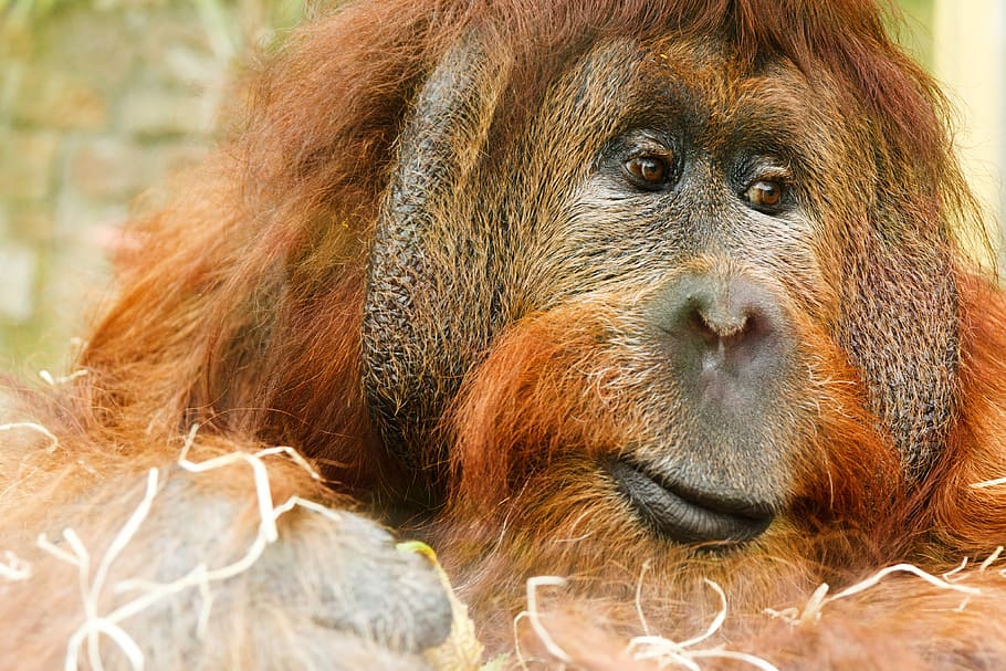 orangután gran simio, orangután, gran simio, simio, fotos, mono, dominio público, animal, primate, vida silvestre