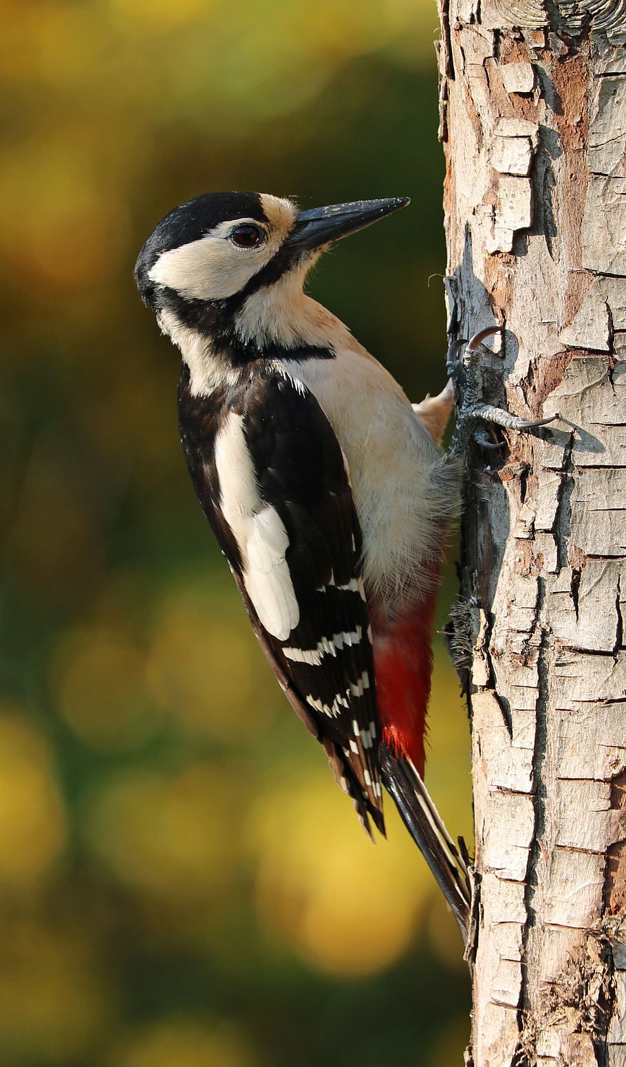 closeup, black, white, bird, woodpecker, great spotted woodpecker, great spotted, tree, nature, wildlife