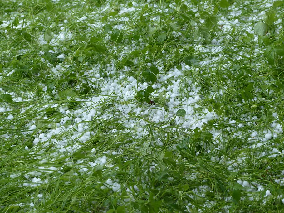 hujan es, badai, rumput, benjolan es, terburu-buru, bingkai penuh, tanaman, latar belakang, warna hijau, pertumbuhan