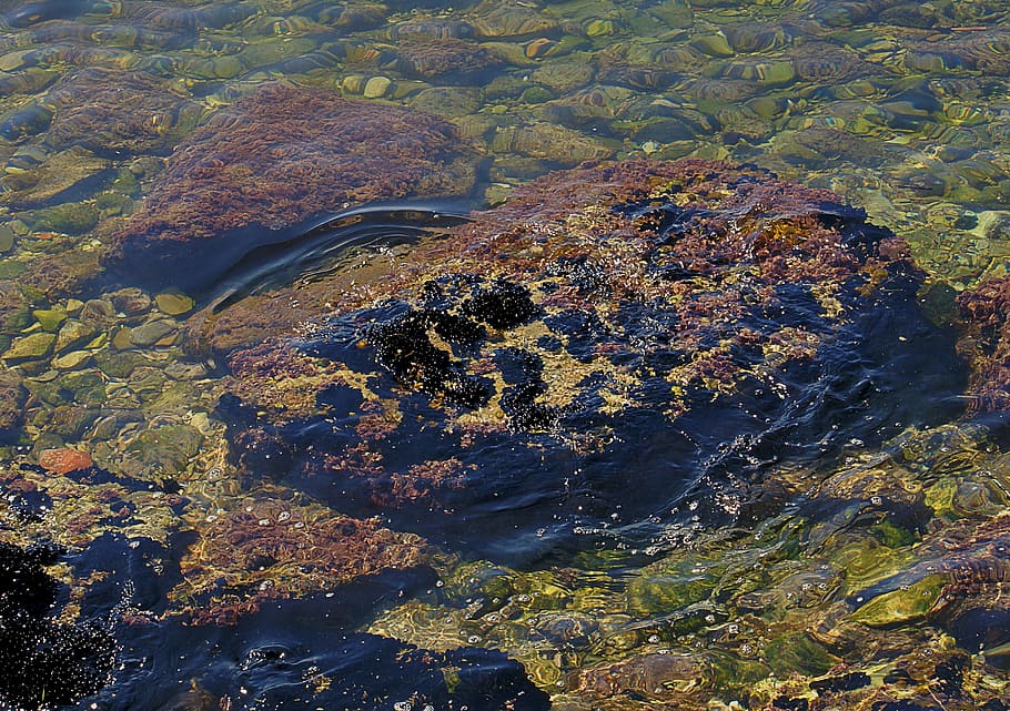 water, sea, coast, water circles, shallow water, the stones, wet stones, lichens, moist, water lichens