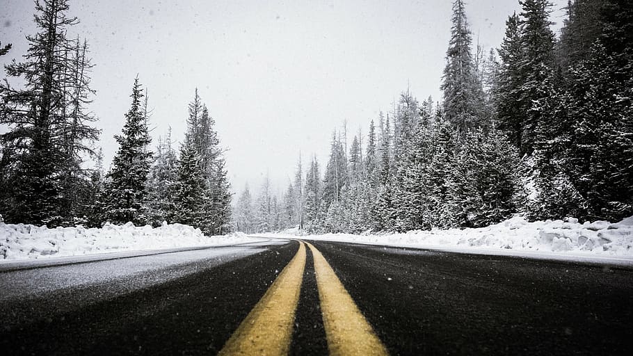 road, towards, trees, snow day, black, roadway, pine, tree, path, plants