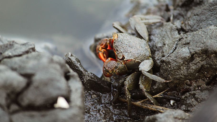 kerala, india, red claw mangrove crab, perisesarma bidens, crab, red, orange, shell, nature, kochi