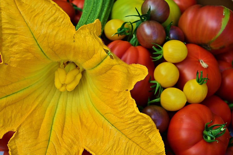 harvest, garden, tomatoes, zucchini, bio, freshness, yellow, healthy eating, food and drink, vegetable