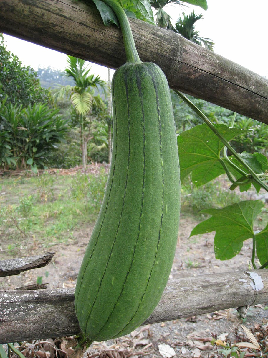 calabaza esponja, melón serpiente, vegetales, verde, planta, color verde, alimentación saludable, crecimiento, árbol, plátano