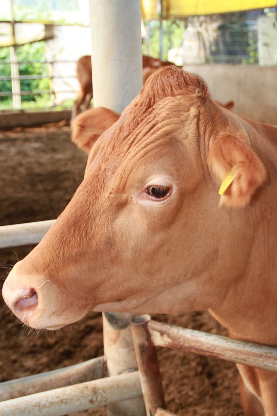 farm, milk, livestock, ranch, boss taurus, animal, domestic of, rural areas, hay, dairy