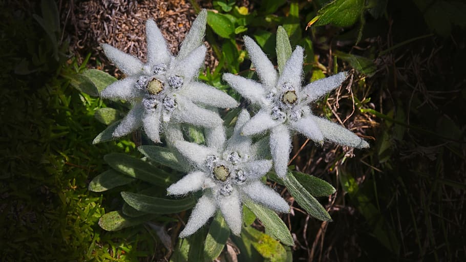 edelweiss, flower, nature, alpine, rarely, protected, plant, growth, close-up, green color