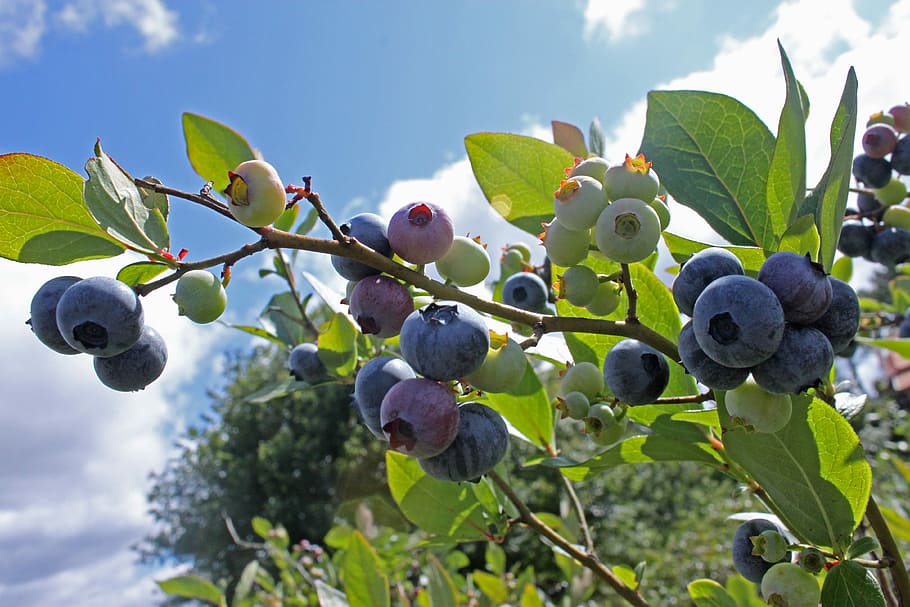 Blueberry, Culinary, Food, sprigs, kitchen, food and drink, fruit, freshness, healthy eating, leaf