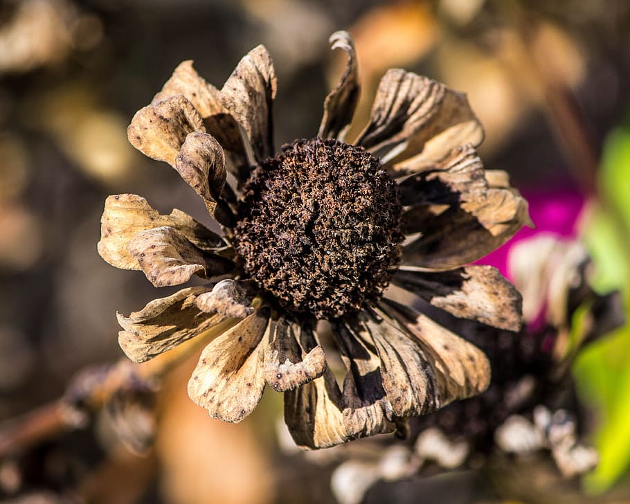 dried flowers, frost damage, zinnia, autumn flower, blossom, flower seeds, dead blossom, dead flower, plant, close-up