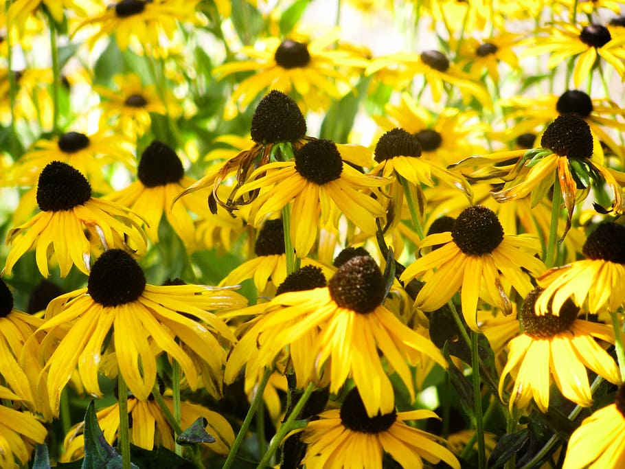 fotografi mendalam, bunga matahari, hitam, bermata, susan, bunga, mekar, dekat, foto, kuning