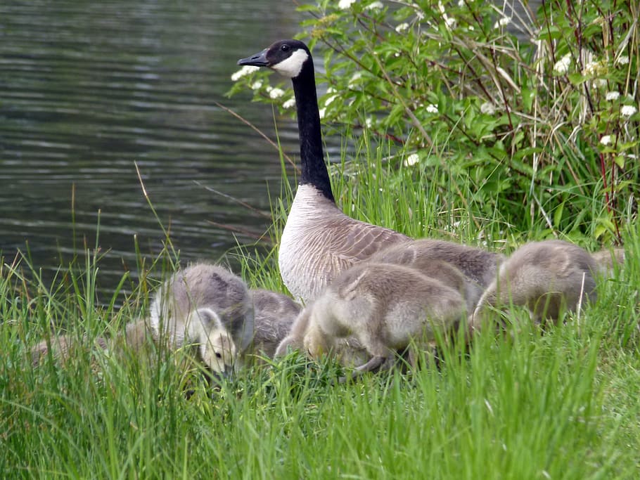 canada goose, chicks, young geese, nature, wildlife, gosling, baby, animal, outdoor, feathered