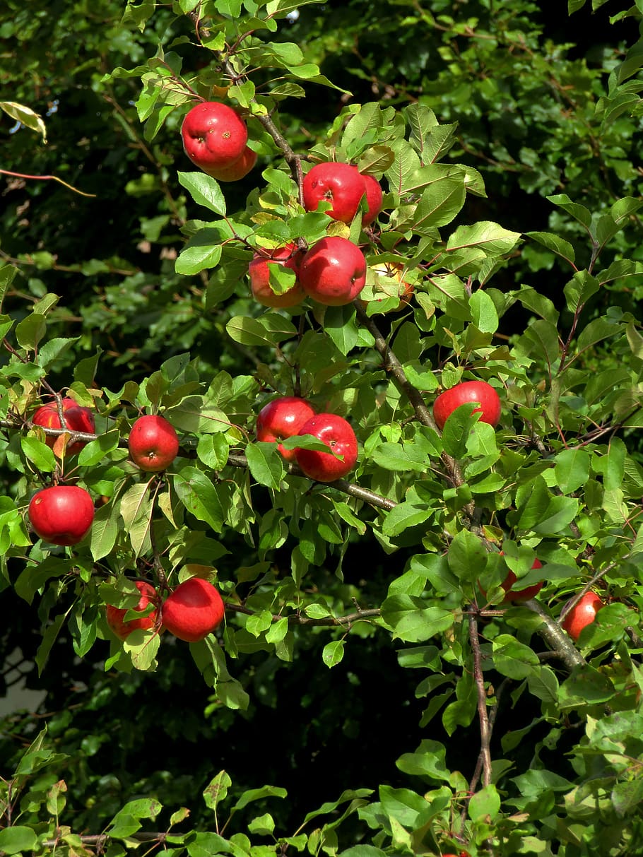 pohon apel, estetika, buah-buahan, apel, merah, daun, hijau, panen, buah, makan sehat