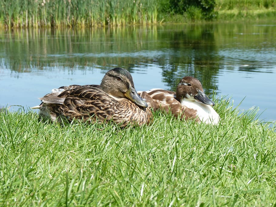 ducks, duck, birds, bird, beak, grass, sunbathing, animals in the wild, vertebrate, lake