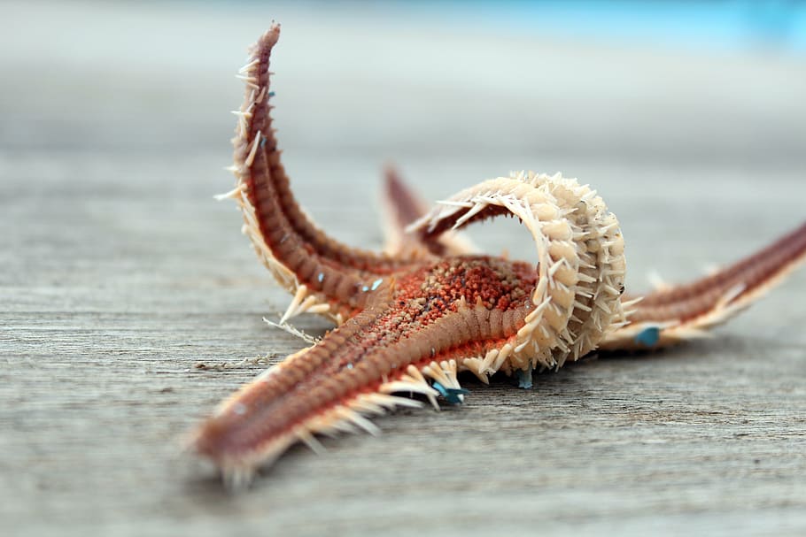 red, white, starfish, gray, surface, dry, sea animal, port, scent of the sea, sea
