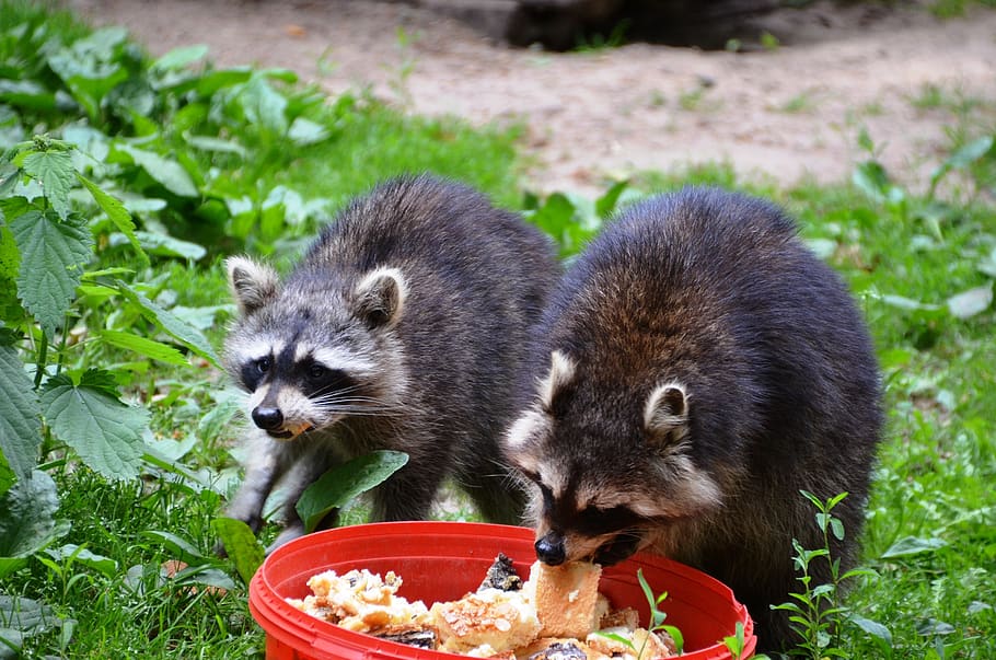 raccoon, güstrow, eco-park, food, animal, animal themes, animal wildlife, food and drink, eating, animals in the wild