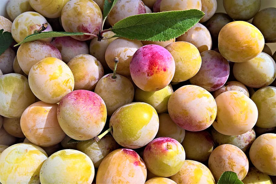 yellow plums, fruits, stone fruit, mirabelle plum tree, garden, harvest, yellow fruit, sweet, juicy, delicious