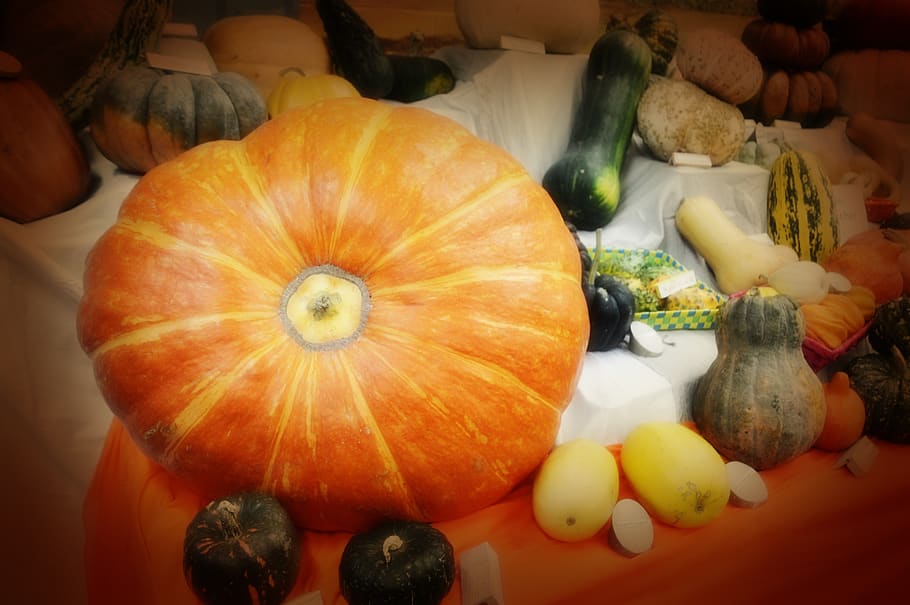 abóbora, legumes, cozinha, outono, laranja, verde, dia das bruxas, agricultura, cucurbitaceae, alimentação saudável