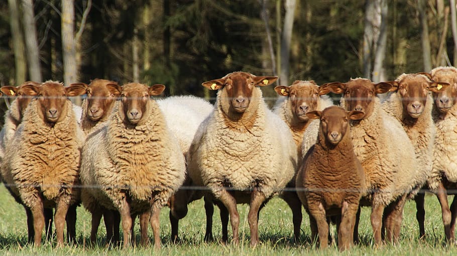 ovejas, marrón, al aire libre, naturaleza, bosque, pasto, rebaño, corderos, ganado, lana