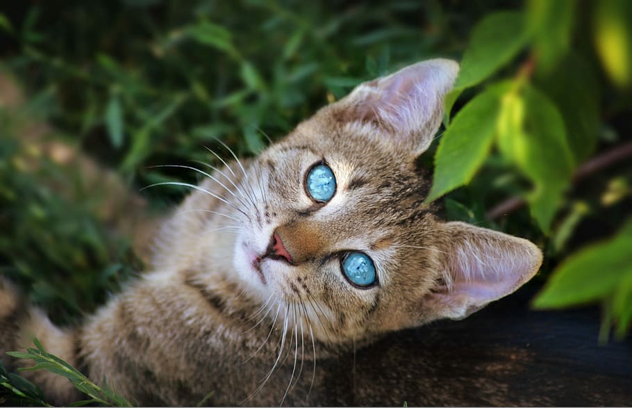 fotografia de close-up, marrom, gato, olhando para cima, ao ar livre, natureza, animal, fofa, mundo selvagem, pouco