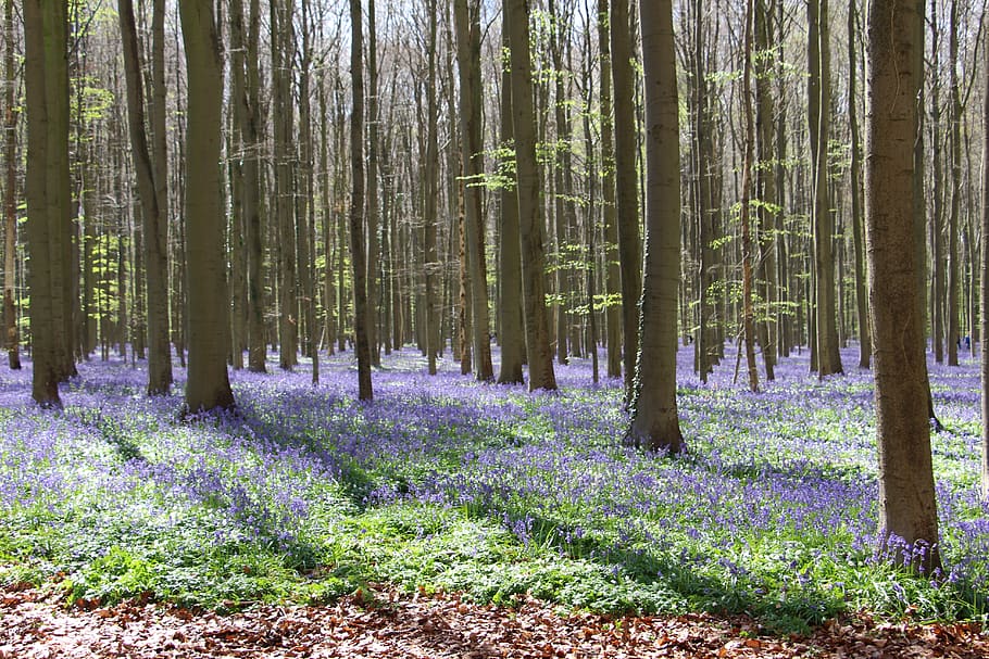 flores, campanilla, arboles, violeta, planta, tierra, bosque, belleza en la  naturaleza, árbol, crecimiento | Pxfuel