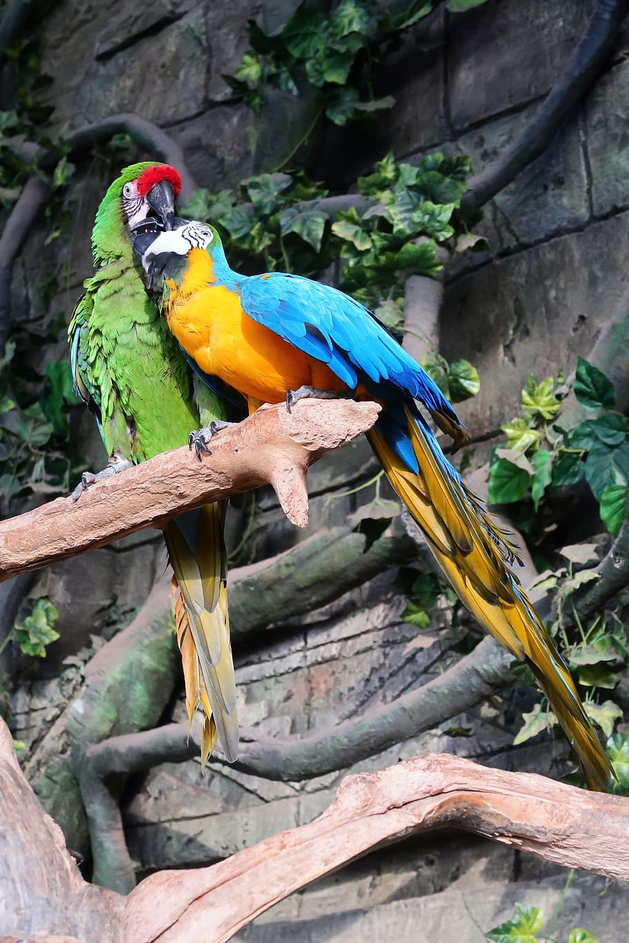 parrot, parrots, a flock of, feathered race, birds, zoo, plumage, bird, closeup, multi color