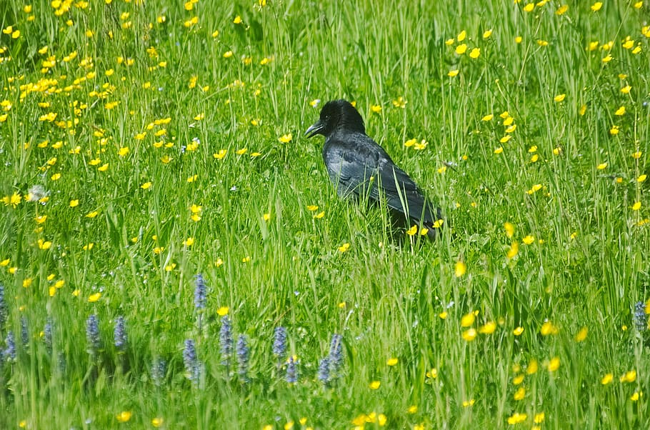 raven, crow, carrion crow, raven bird, bird, meadow, spring meadow, grass, spring, plant