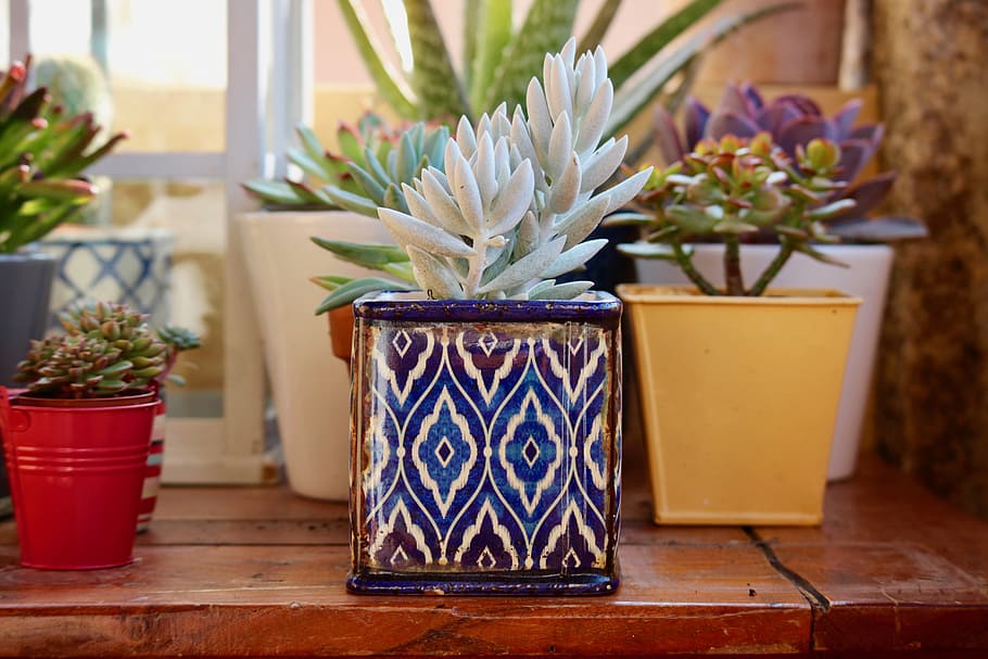 white, succulent, plant, ceramic, pot, fat plants, terracotta pots, ceramic vases, vases coloured, terrace