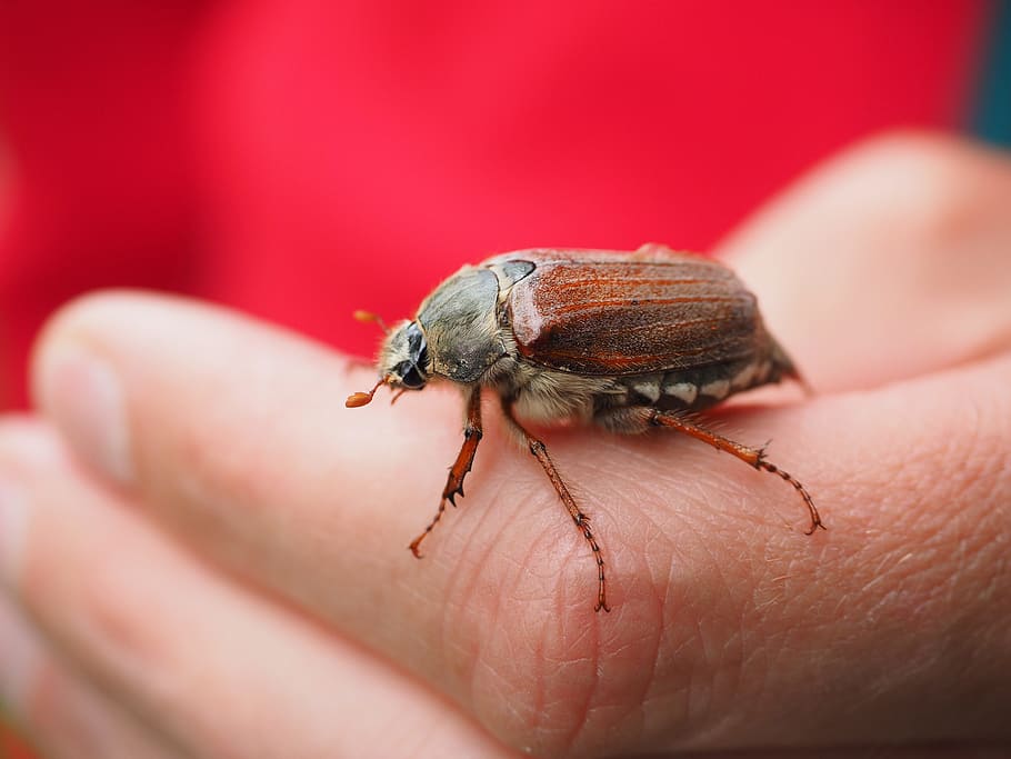 person, holding, brown, beetle, daytime, maikäfer, animal, insect, krabbeltier, creature