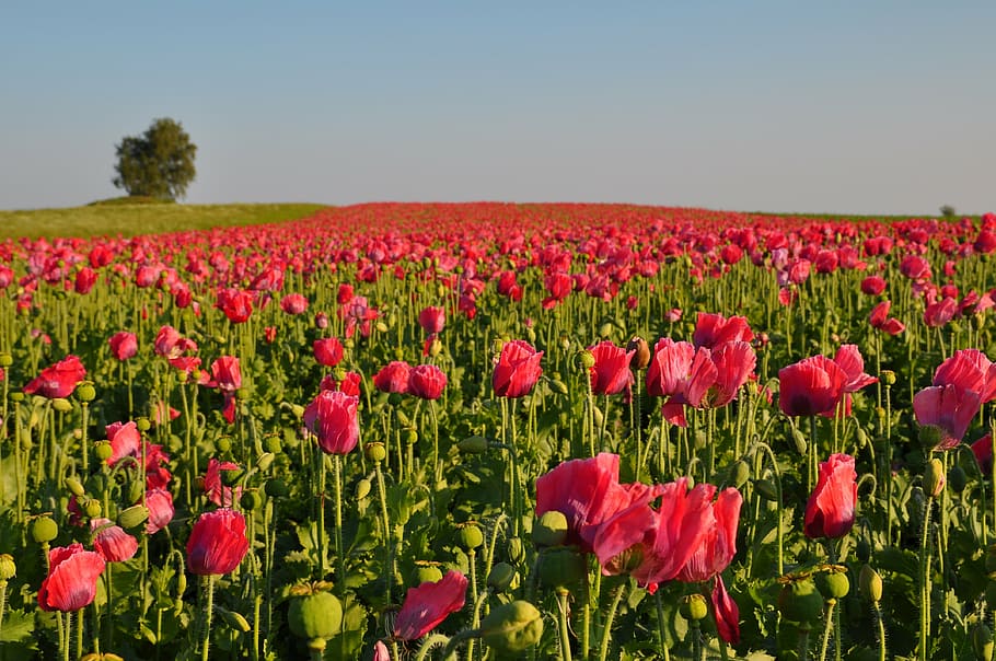 pink, tulip field landscape photography, daytime, poppy, thriving mohnfeld, nature, tulip, flower, field, summer