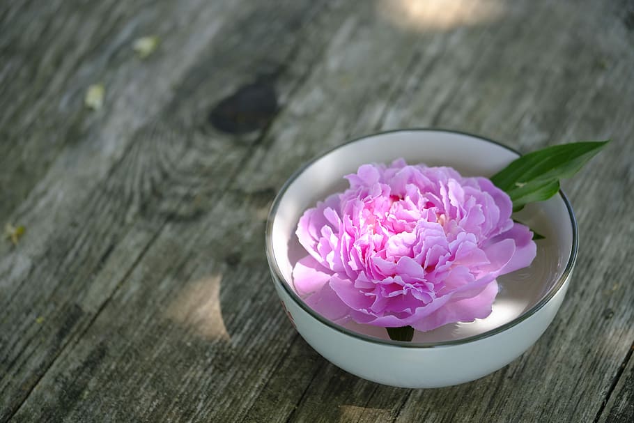 selective, focus photography, pink, petaled flower, ceramic, bowl, wellness, beauty, relaxation, physio