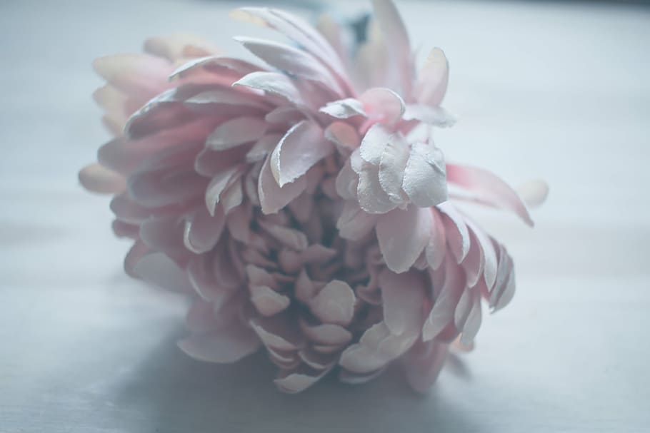 close-up photo, pink, chrysanthemum, gray, surface, flower, petal, bloom, garden, plant