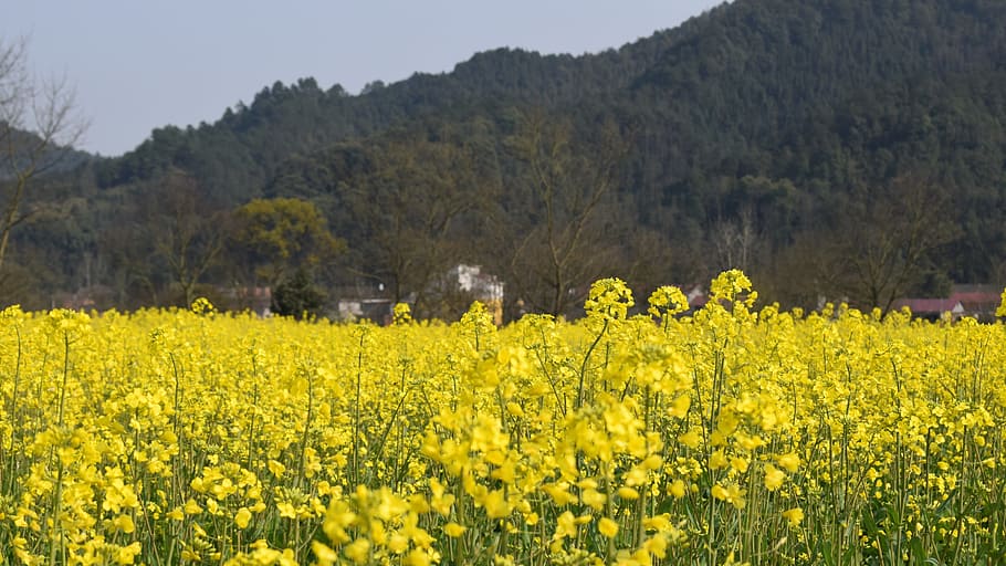 Golden Yellow, Rape, Spring, nature, yellow, oilseed Rape, flower, agriculture, field, rural Scene