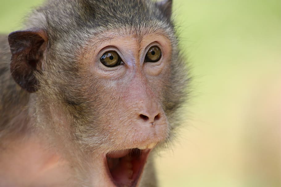 gris, mono, selectivo, fotografía de enfoque, el mono, animal, zoológico, la sorpresa, sorpresa, en una subasta