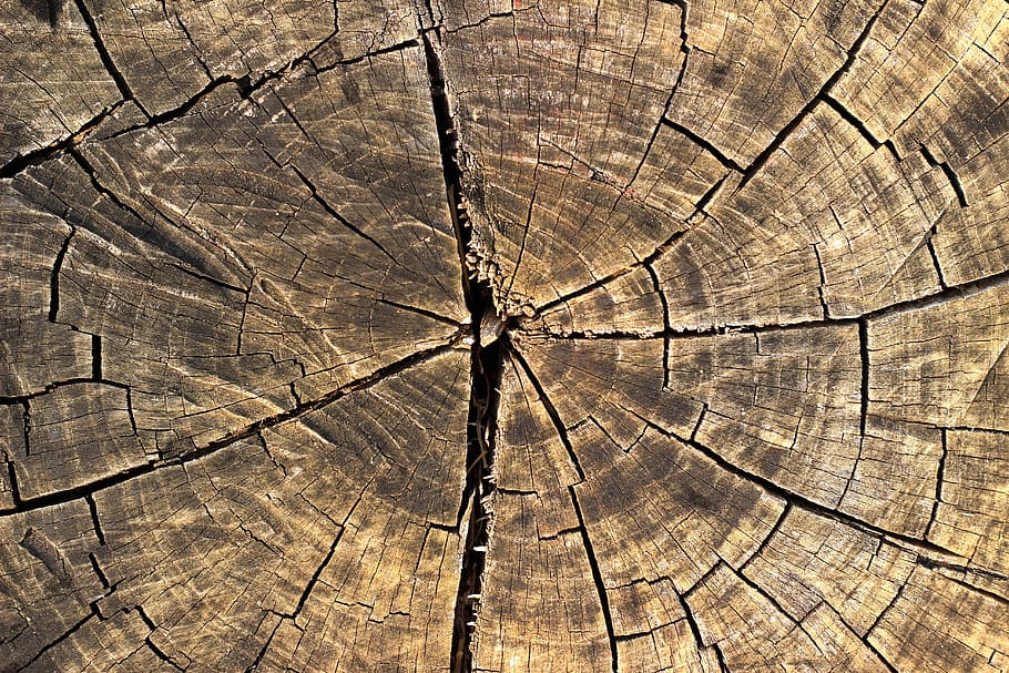 sliced tree slab, wood, texture, background, nature, background texture, background wood texture, brown, center, cracked