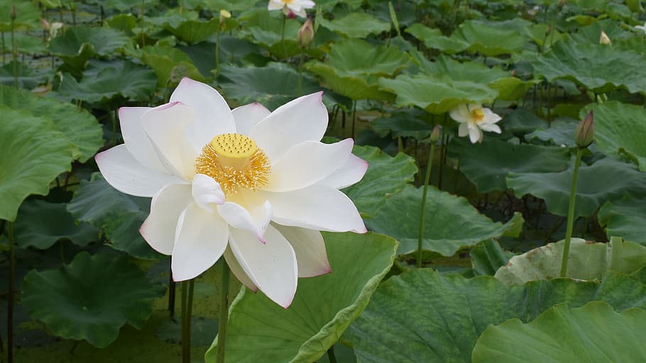 Lotus, Pond, Country, Be Quiet, Pure, lotus, pond, water Lily, nature, lotus Water Lily, plant