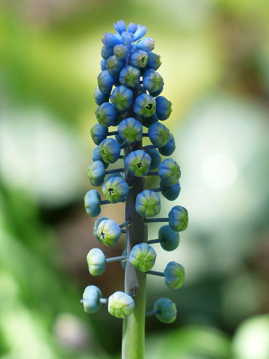 selective, focus photography, blue, petaled flower, muscari, bud, hyacinth, common grape hyacinth, blossom, bloom